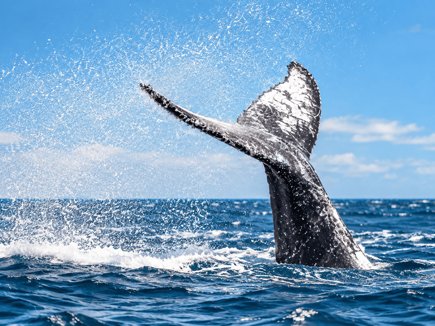 Avistamiento de Ballenas - imagen 1