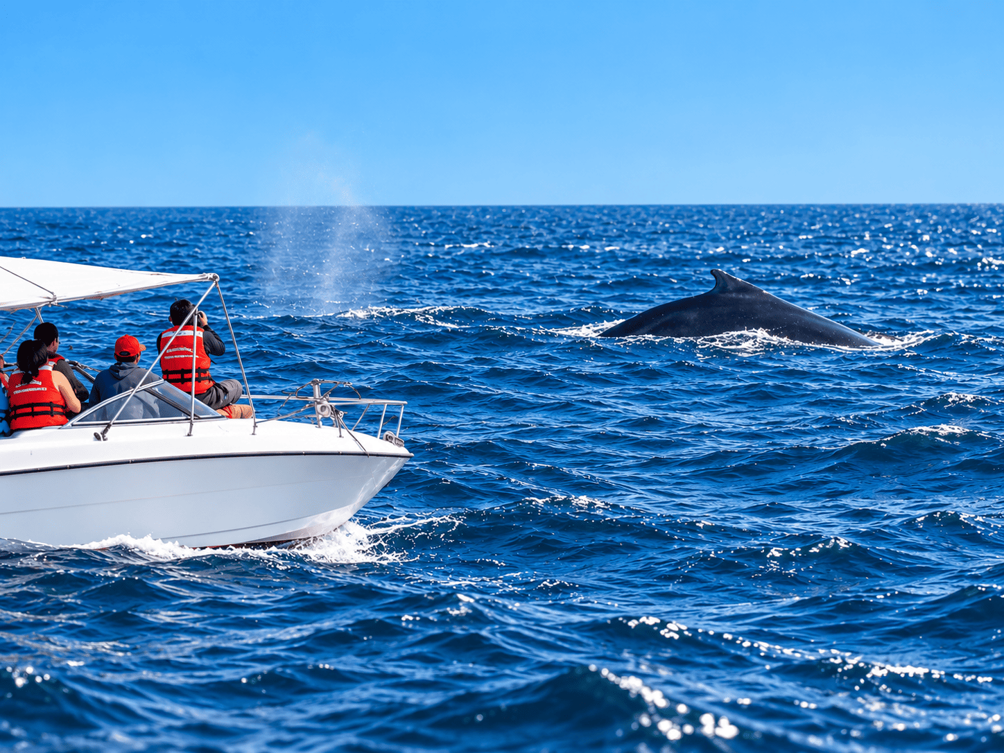 Avistamiento de Ballenas - imagen 3