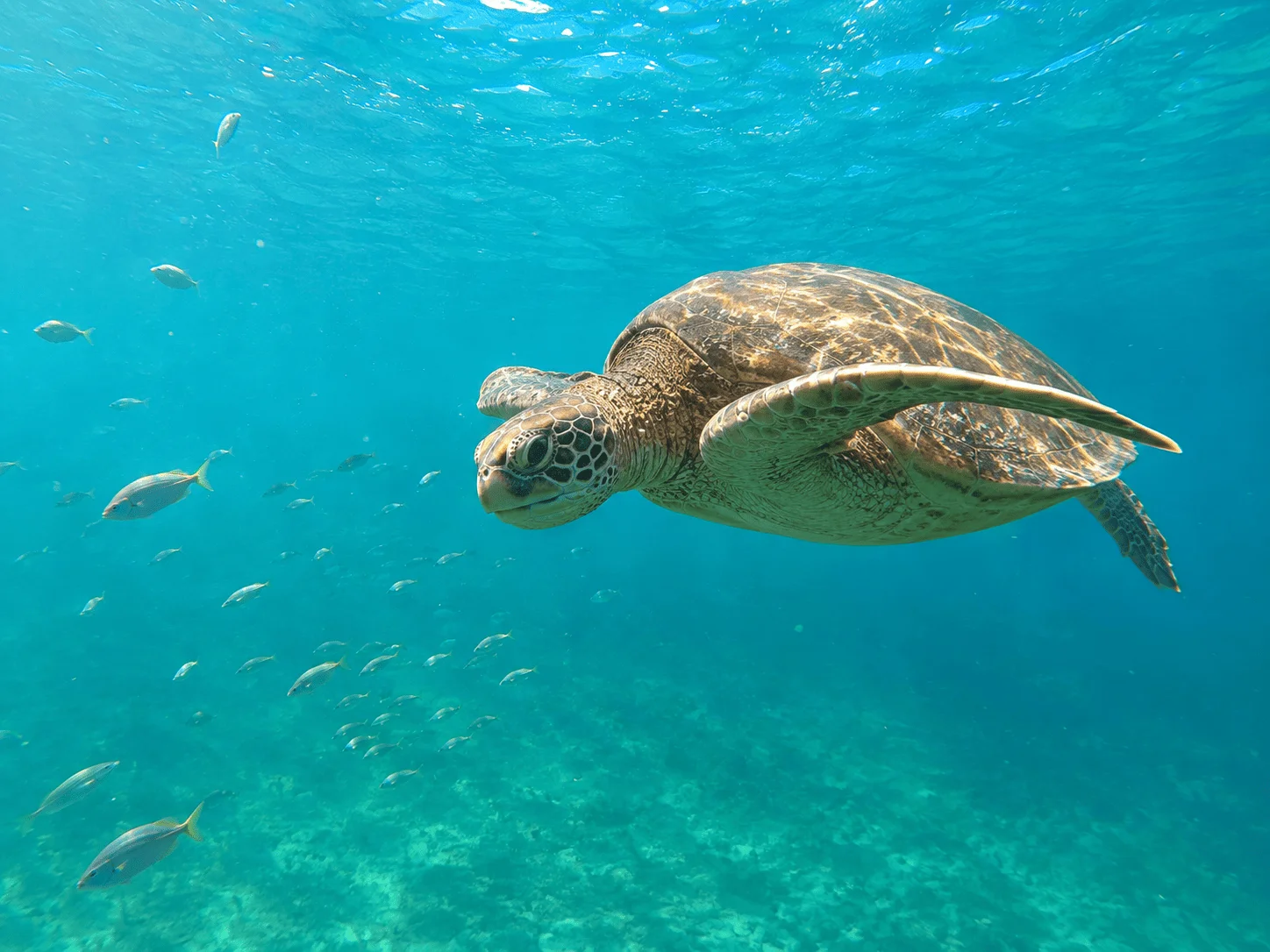 Buceo / SNUBA - imagen 4