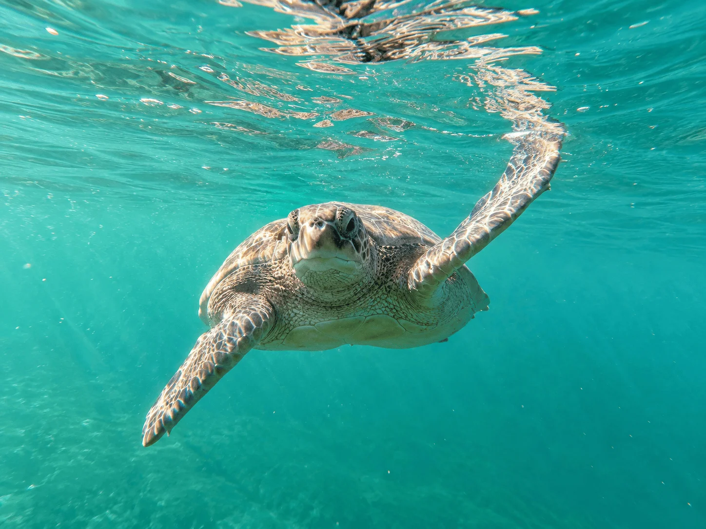 Nado con Tortugas - imagen 4